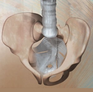 pelvic