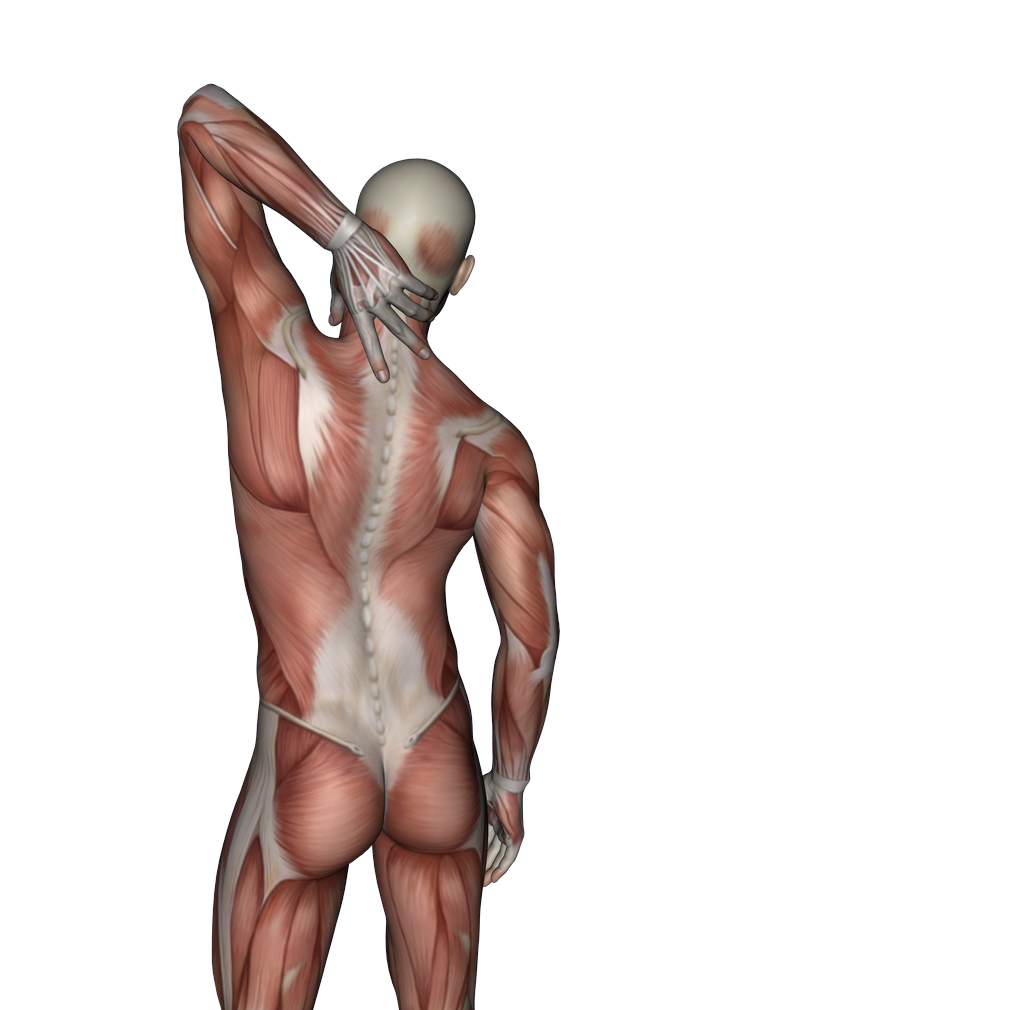 A Pain In The Neck Fascia Fitness