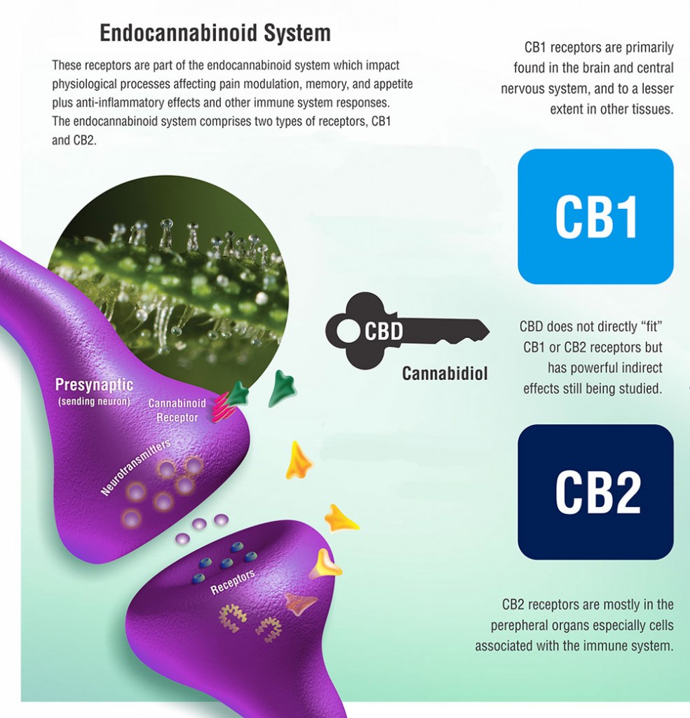 Endocannabinoid